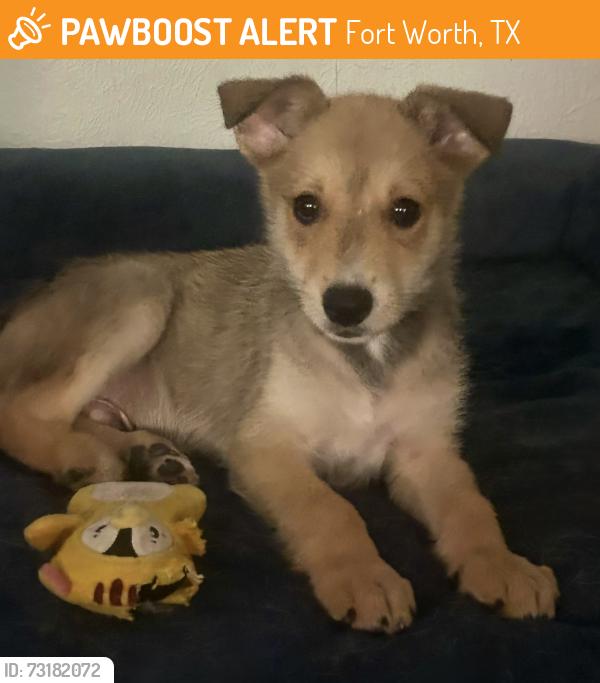 Found/Stray Male Dog last seen South Hills Elementary School, Fort Worth, TX 76133