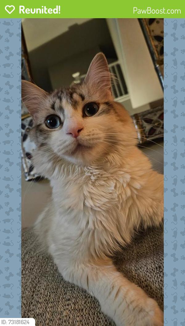 Reunited Male Cat last seen Near s 500 e, Millcreek, UT 84107