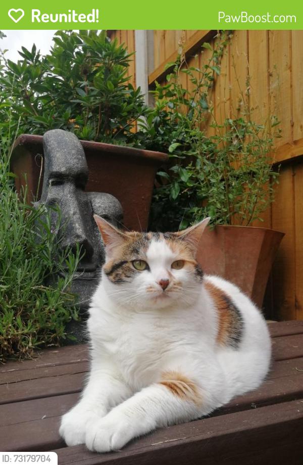 Reunited Female Cat last seen Mill Road Watlington, King's Lynn, Norfolk, Watlington, England 
