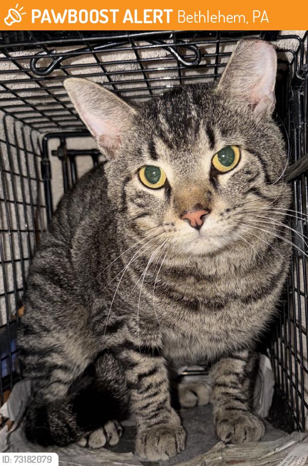 Found/Stray Male Cat last seen W Union Blvd, Bethlehem, PA 18018