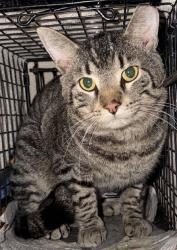 Found/Stray Male Cat last seen W Union Blvd, Bethlehem, PA 18018