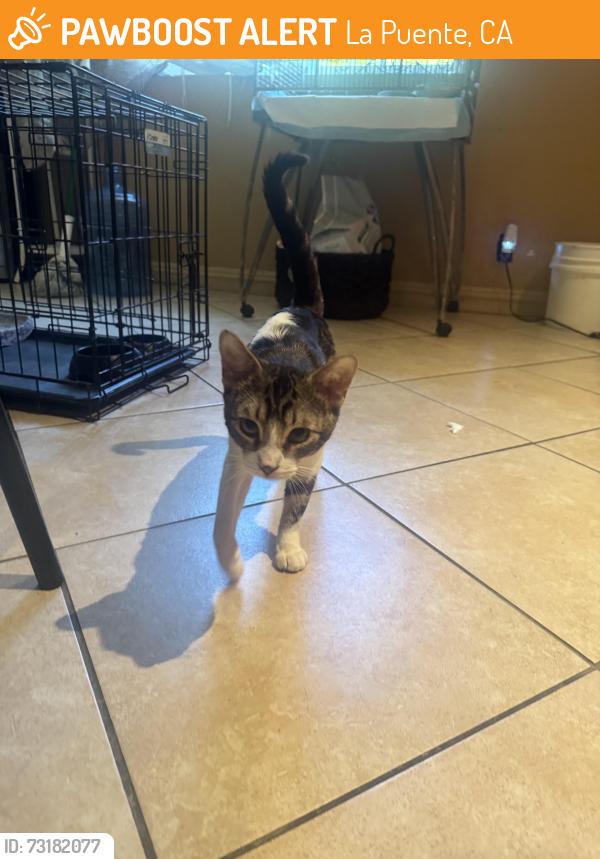 Found/Stray Male Cat last seen Fairgrove and havienda, La Puente, CA 91744