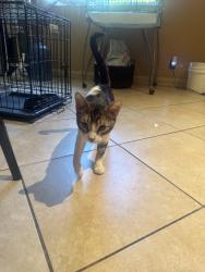 Found/Stray Male Cat last seen Fairgrove and havienda, La Puente, CA 91744