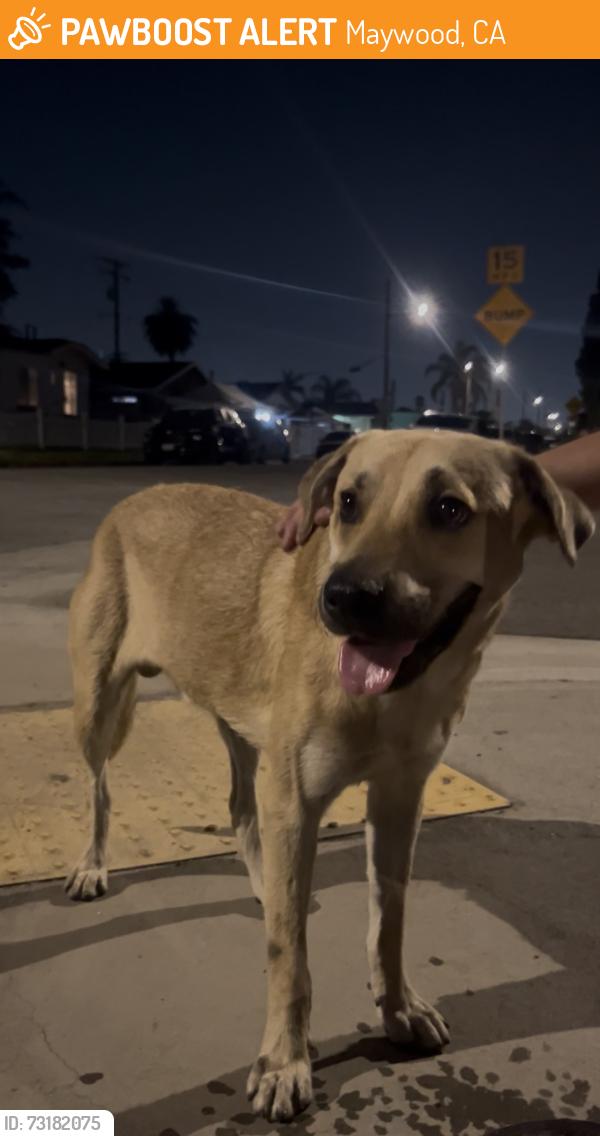 Found/Stray Male Dog last seen 60th and mayflower ave, Maywood, CA 90270