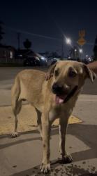 Found/Stray Male Dog last seen 60th and mayflower ave, Maywood, CA 90270