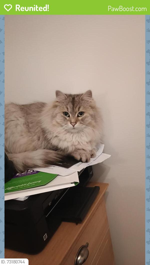 Reunited Female Cat last seen Tadpole Lane / Twineham/Helena Road, Blunsdon Saint Andrew, England 