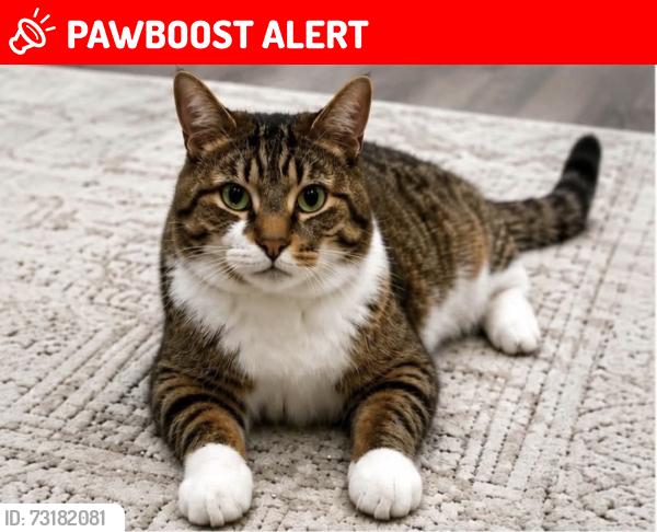 Lost Male Cat last seen Longford Dr & Arvona Pl., McCarron Park, Mississauga, ON L5M 7Y4