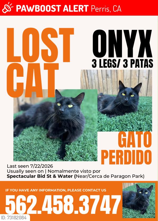 Lost Male Cat last seen Water st and Spectacular Bid st, Perris, CA 92571