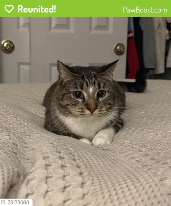 Reunited Female Cat last seen Tesson Ferry - Mission ests Neighborhood, St. Louis, MO 63128