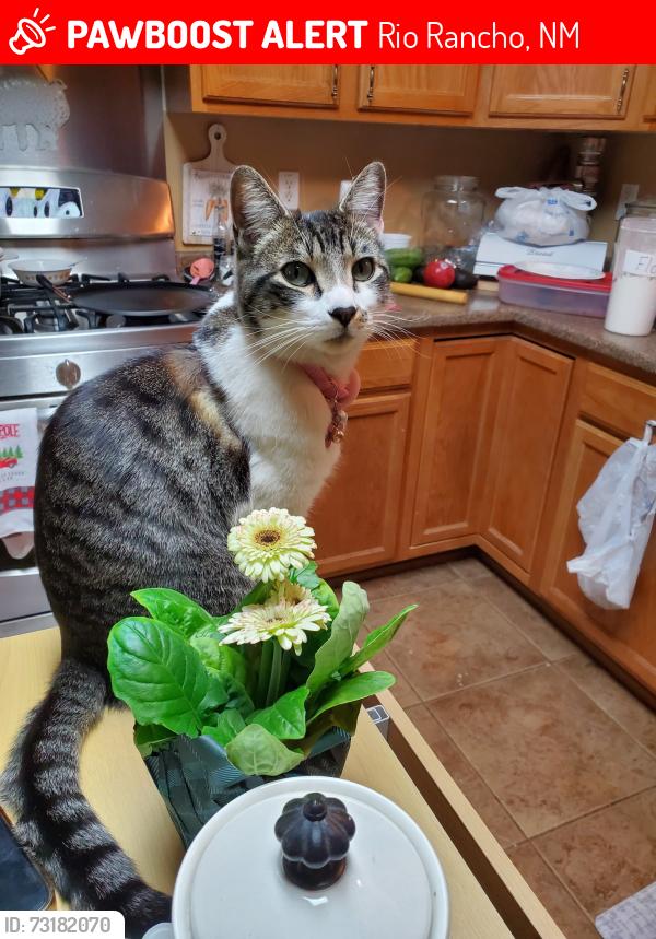 Lost Female Cat last seen Enchanted Hills, Rio Rancho, NM 87144