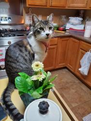 Lost Female Cat last seen Enchanted Hills, Rio Rancho, NM 87144