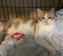 Found/Stray Male Cat last seen W Union Blvd, Bethlehem, PA 18018