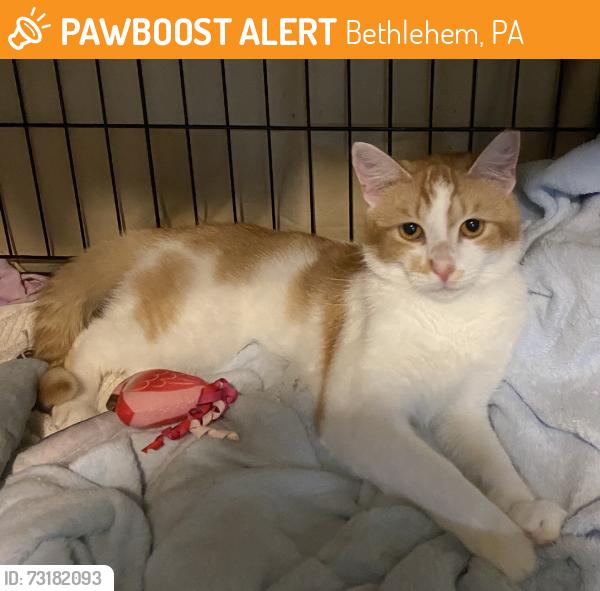 Found/Stray Male Cat last seen W Union Blvd, Bethlehem, PA 18018