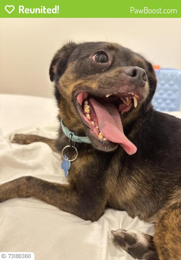 Reunited Female Dog last seen Altadena and Euclid Ave, San Diego, CA 92105