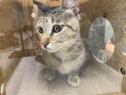 Shelter Stray Unknown Cat last seen , 1850 W 60th St, Los Angeles, CA 90047, USA