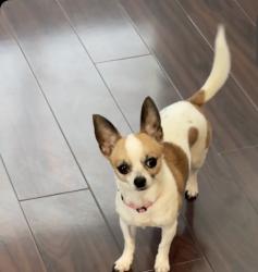 Reunited Female Dog last seen Woodall way / Dochester, Fort Worth, TX 76134