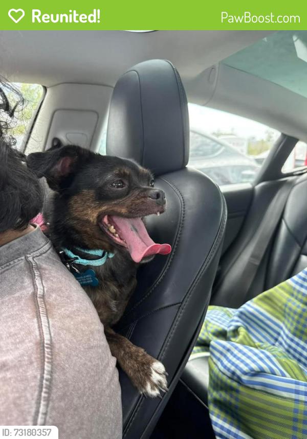 Reunited Female Dog last seen Altadena, San Diego, CA 92105