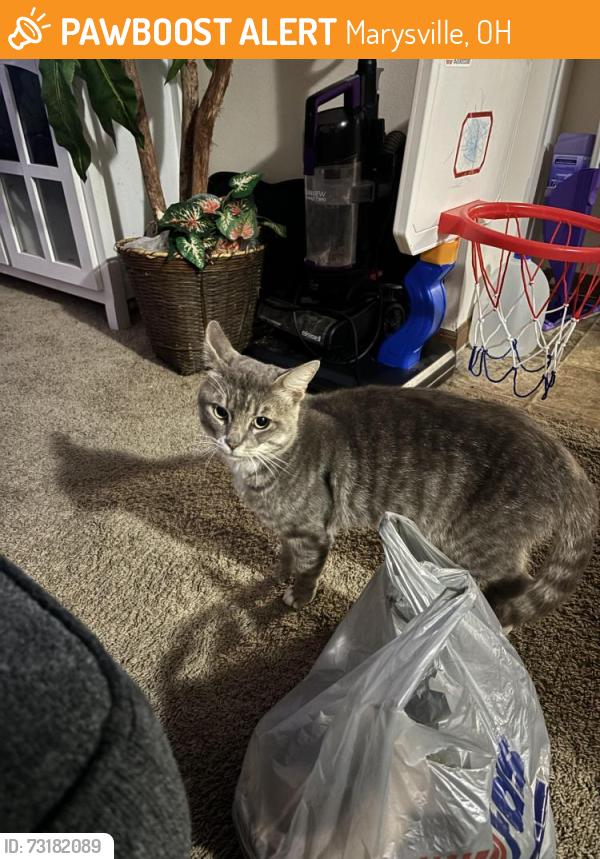 Found/Stray Unknown Cat last seen Watkins road marysville ohio, Marysville, OH 43040
