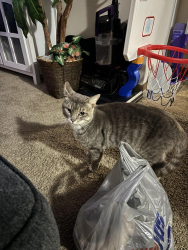 Found/Stray Unknown Cat last seen Watkins road marysville ohio, Marysville, OH 43040