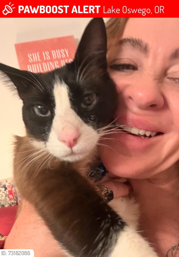 Lost Male Cat last seen JR hi across street, Lake Oswego, OR 97035