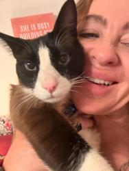 Lost Male Cat last seen JR hi across street, Lake Oswego, OR 97035