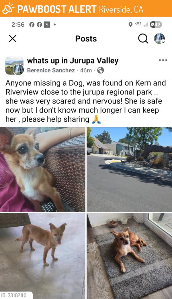 Found/Stray Female Dog last seen Kern st, Riverside, CA 92509