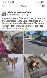 Found/Stray Female Dog last seen Kern st, Riverside, CA 92509