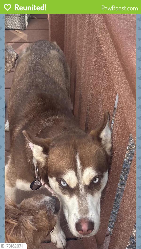 Reunited Female Dog last seen S High Bluff Dr, West Valley City, UT, USA, West Valley City, UT 84118