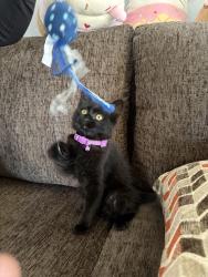 Found/Stray Unknown Cat last seen Klingerman & Tyler, South El Monte, CA 91733