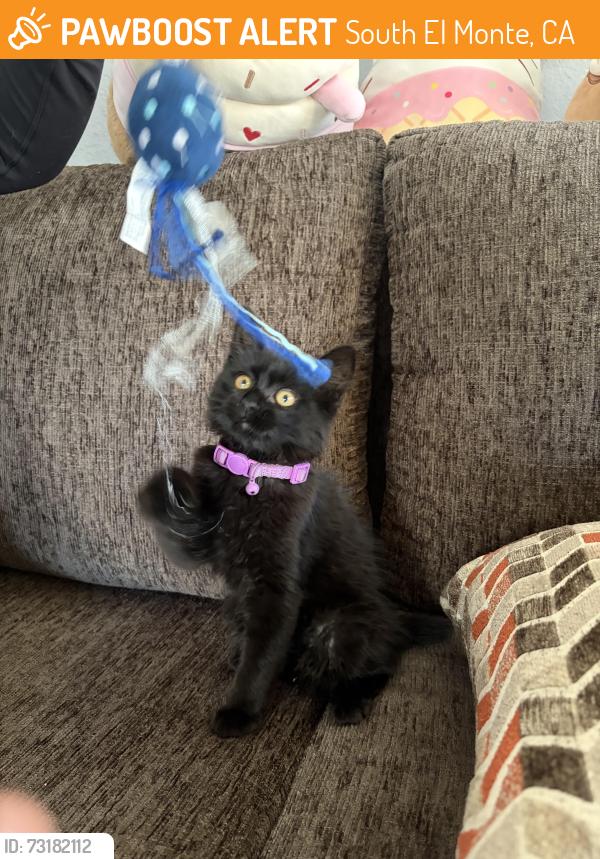 Found/Stray Unknown Cat last seen Klingerman & Tyler, South El Monte, CA 91733