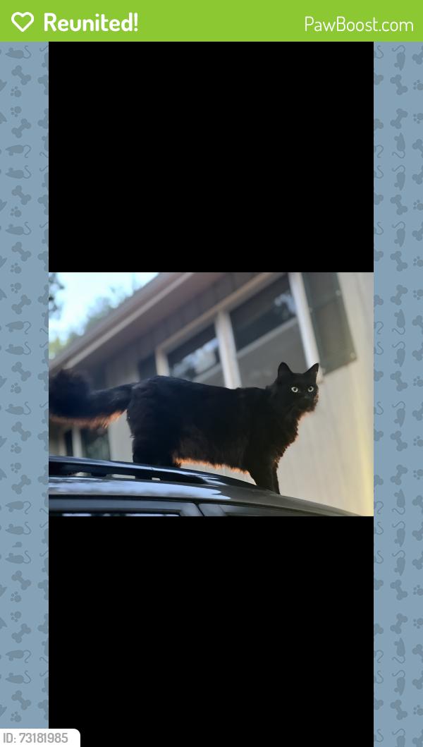 Reunited Male Cat last seen Aldrich st, Lawrence, KS 66047