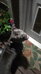 Reunited Female Dog last seen South pomegranite street, Sioux City, IA 51106