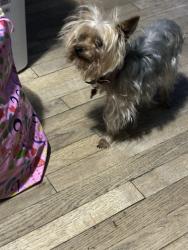 Found/Stray Female Dog last seen Nw 17th st, Grand Prairie, TX 75050