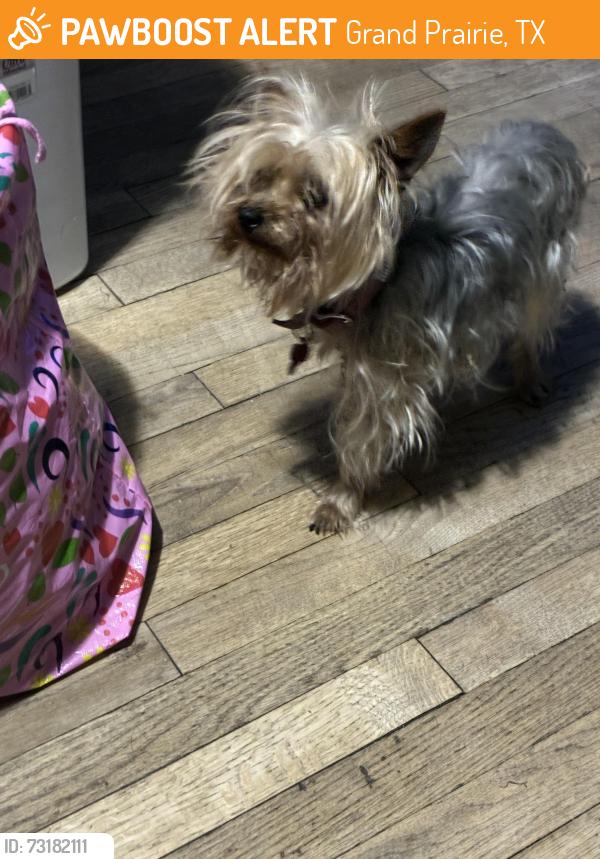 Found/Stray Female Dog last seen Nw 17th st, Grand Prairie, TX 75050