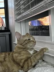 Reunited Female Cat last seen Near roundtable drive, San Jose, CA 95111