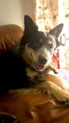 Lost Male Dog last seen Gleeson, & Chiquita, Cape Coral, FL 33914