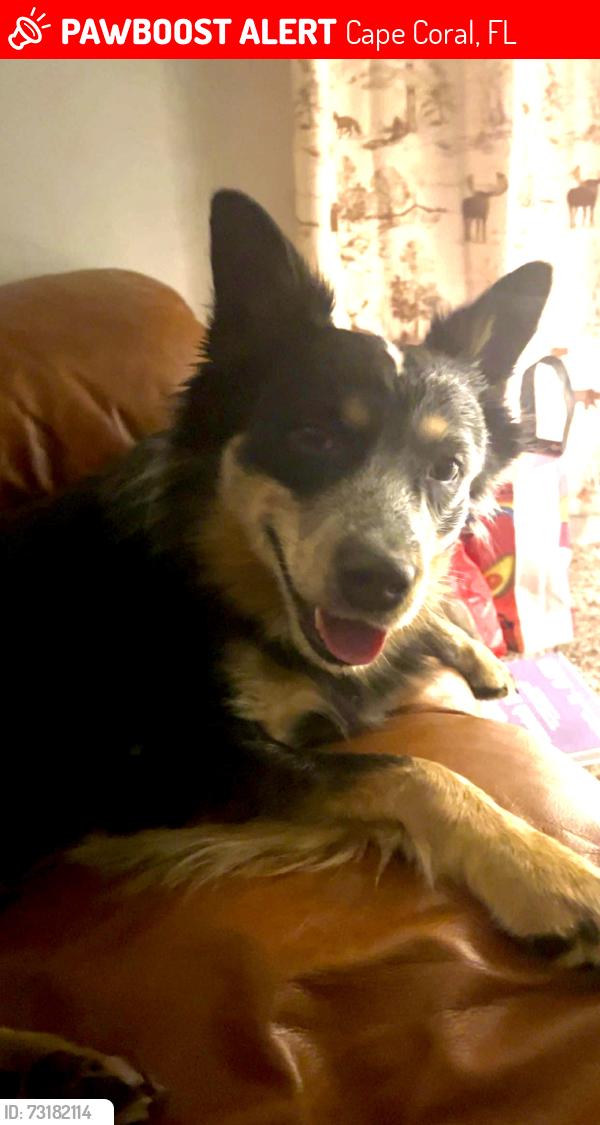 Lost Male Dog last seen Gleeson, & Chiquita, Cape Coral, FL 33914
