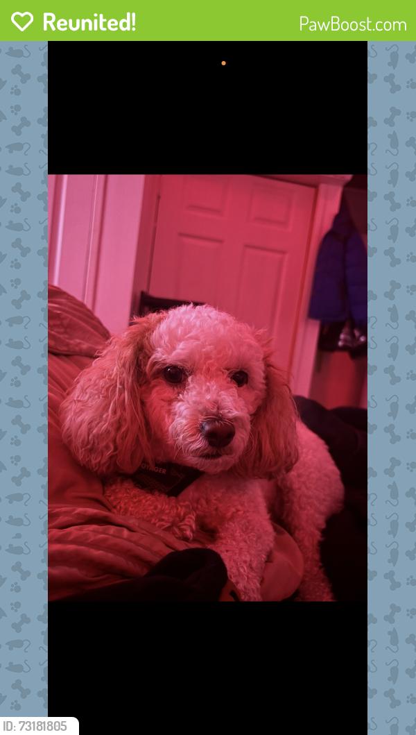 Reunited Male Dog last seen Windermere Ave & Berkley Ave Lansdowne l, Pa, Lansdowne, PA 19050