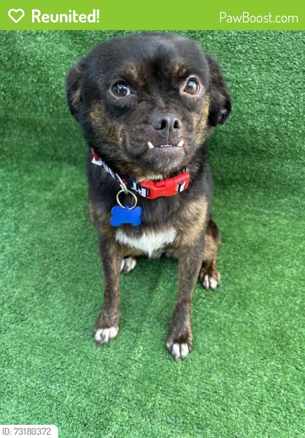 Reunited Female Dog last seen El Cajon Blvd., San Diego, CA 92105