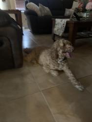 Reunited Female Dog last seen Hwy 155, Tyler, TX 75703