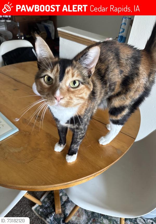 Lost Female Cat last seen Near kirkwood ct sw, Cedar Rapids, IA 52404