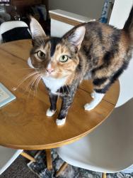 Lost Female Cat last seen Near kirkwood ct sw, Cedar Rapids, IA 52404