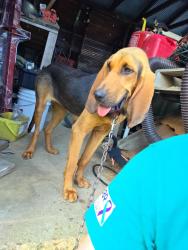 Reunited Female Dog last seen Highway 141, Gans, OK 74936
