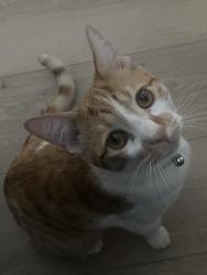 Reunited Male Cat last seen Cedar ave and W Ave J7, Lancaster, CA 93534
