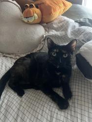 Lost Female Cat last seen Aspen Highlands apmts, Gresham, OR 97080