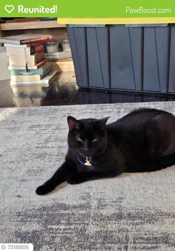 Reunited Male Cat last seen Prospect Road, South of Mill Road, Seville, OH 44273