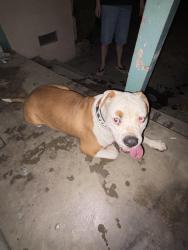 Found/Stray Male Dog last seen Gilbert st by Anton elementary, San Bernardino, CA 92404