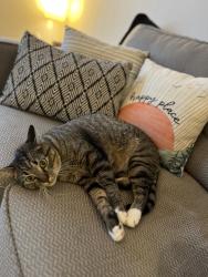 Lost Male Cat last seen Lakeline blvd, Cedar Park, TX 78613