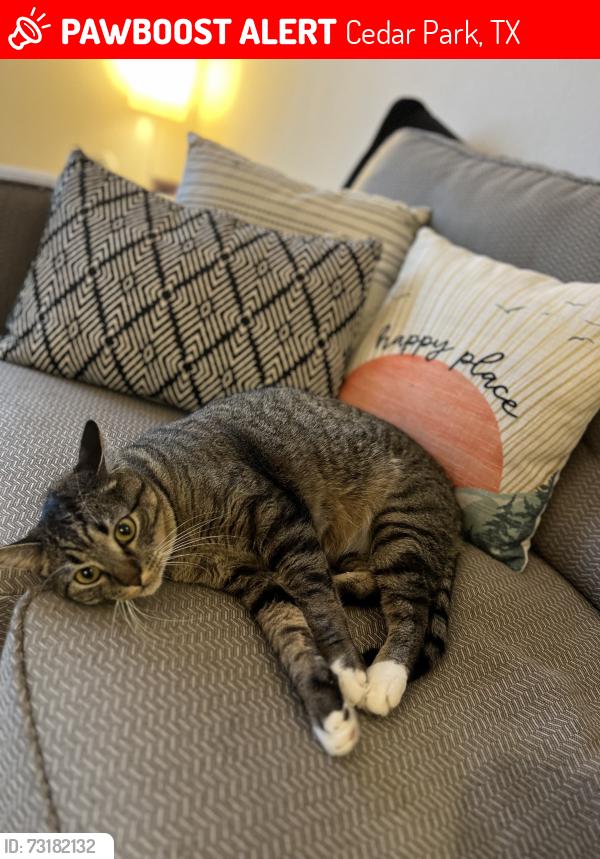 Lost Male Cat last seen Lakeline blvd, Cedar Park, TX 78613