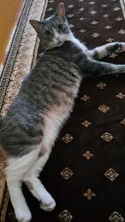 Reunited Male Cat last seen Near emerson pl, lynn Ma, Lynn, MA 01902